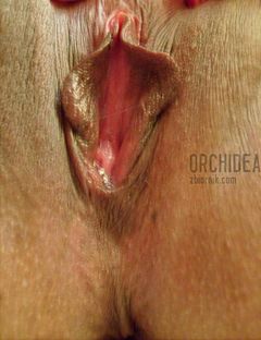 orchidea