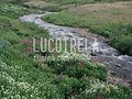 LucoTrela