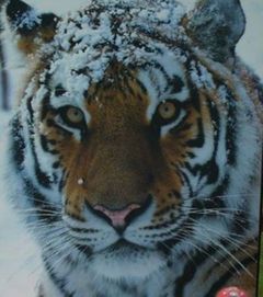 Psikitas