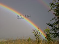 bzyczek374