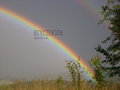 bzyczek374
