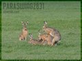 ParaSwing2831