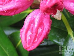 rex123