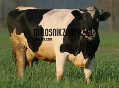 MilosnikZwierzat