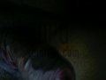 bufo