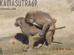 kamasutra69