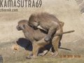 kamasutra69