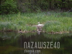 nazawsze40