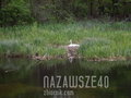 nazawsze40