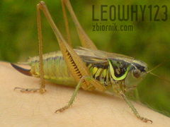 leowhy123