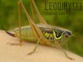 leowhy123