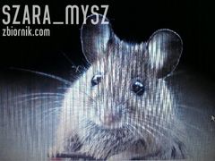 szara_mysz