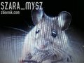 szara_mysz