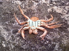 maateeo