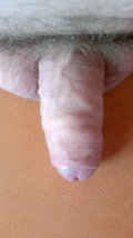 donet