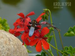 krolik1958