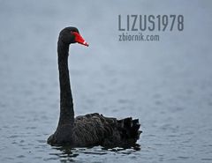 lizus1978