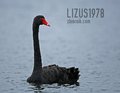lizus1978