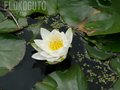 EloKoguto