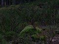 keram_