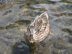 zaciasny_wieslaw