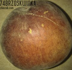 74brzoskwinka