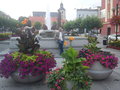 pietruszka1
