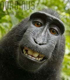 norbinus