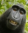 norbinus