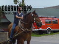 cobra123899