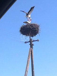 capsel111