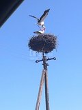 capsel111