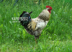 kaprys2012
