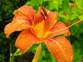 Pan_Stanowczy