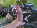 Bang88