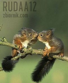 rudaa12
