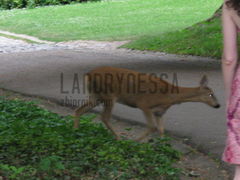 LanDrynEssa