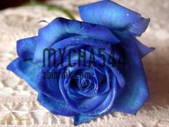 mycha544