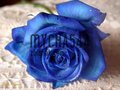 mycha544