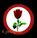 il_pellegrino