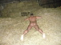 angel31