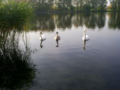 swanlake