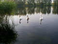 swanlake