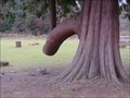 vincento__osculati