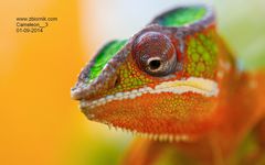Cameleon__3