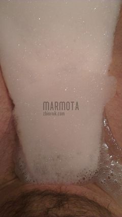 marmota