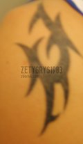 zetygrys1983