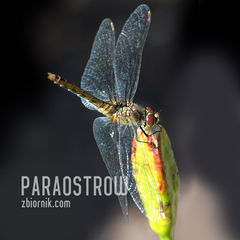 paraostrow