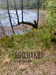 Ggosiak01