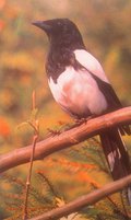 Birds78
